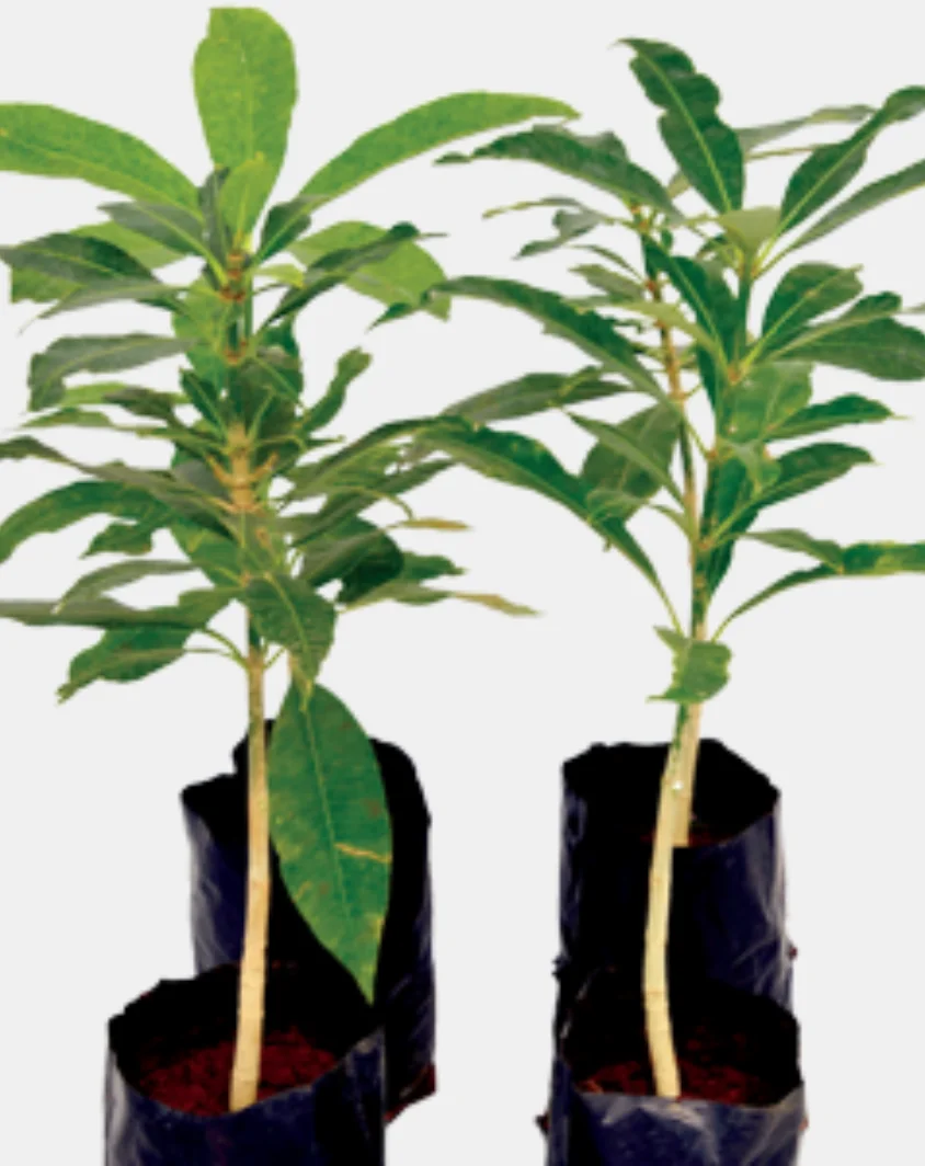 Forestry Plant